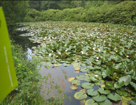 Seerosenteich